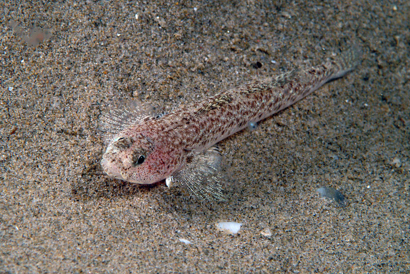 Pomatoschistus marmoratus